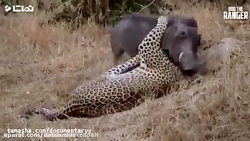 مستند زیبای عجایب حیات وحش