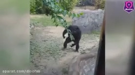 میمون بی اعصاب در باغ وحش