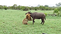 جنگ حیوانات،