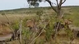 نبرد در حیات وحش آفریقا حمله شیر به سگ وحشی آفریقایی