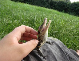 نوزادان زیبای حیوانات وحشی