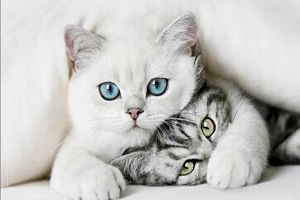 نیاز جنسی و تولید مثل حیوانات