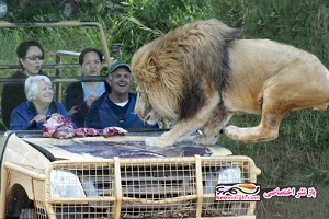 هولناک ترین حملات حیوانات وحشی درنده به انسان +18