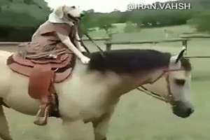 وقتی سگ اسب سواری میکنه!