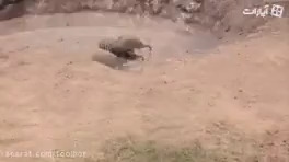 کمک به حیوانات