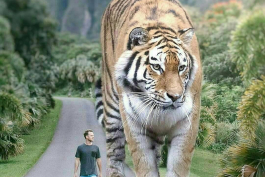 شیر غول پیکر 300 کیلویی نبینی از دستت رفته