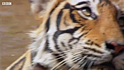 افسردگی ببر برای مرگ جفت