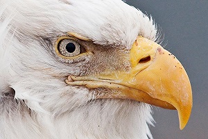 بهترین لحظات عقاب ها حین شکار در حیات وحش