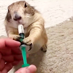 بچه حیوانات سوپر بامزه و خنده دار - قسمت 3 - Cute Baby Animals