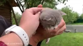 بچه گربه ناز و بامزه