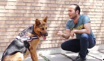 تیدا سگ باهوش