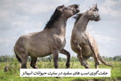 جفت گیری اسب Horse mating