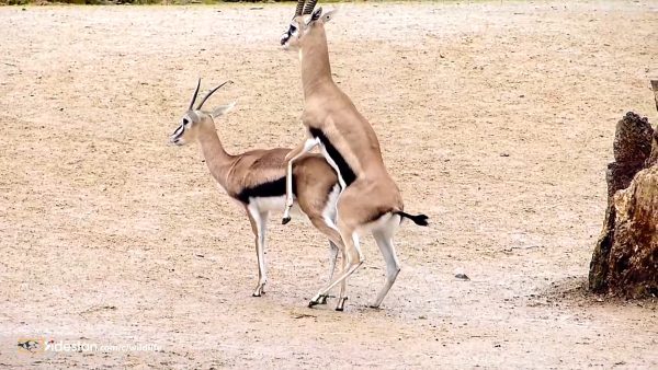 جفت گیری اهو