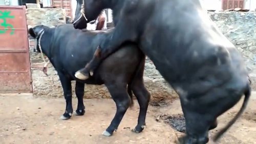 جفت گیری حیوانات