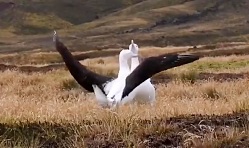 جفت گیری آلباتروس