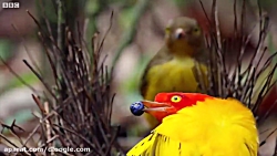 جفت گیری حیوانات