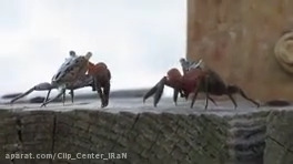 جفت‌ گیری خرچنگ