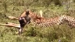 شکار حیوانات