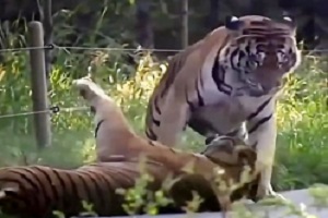 جنگ حیوانات