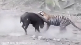 جنگ و نبرد حیوانات