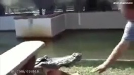 حملات ترسناک تمساح به انسان