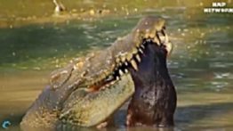 حمله حیوانات به انسان آخر وحشت.