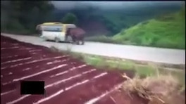 حمله حیوانات