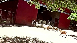 حمله غیرمنتظره حیوانات به انسان