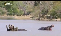 حیات وحش آفریقا