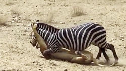 حیات وحش، تعقیب و گریز شیر و گورخر