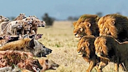 حیات وحش، تقابل شیر ، کفتار و سگ های وحشی