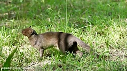 حیوان عجیب و غریب