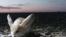 حیوانات بسیار بزرگ