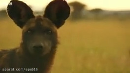 دفاع شیرها از توله های خود در برابر جگوارهای وحشی