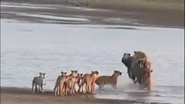 ده نبرد خونین حیوانات در حیات وحش