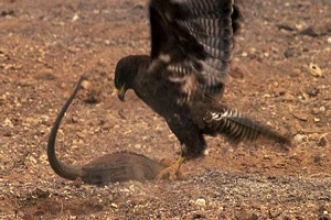 شکار ایگونا توسط عقاب