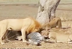 شکار-حیوانات-جنگ-حیوانات وحشی