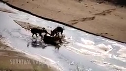 فیلم دیدنی از جنگ و نبرد حیوانات وحشی بر سر شکار حیات وحش کلیپ حیوانات حیوانات وحشی شکار حیوانات جنگ و نبرد حیوانات