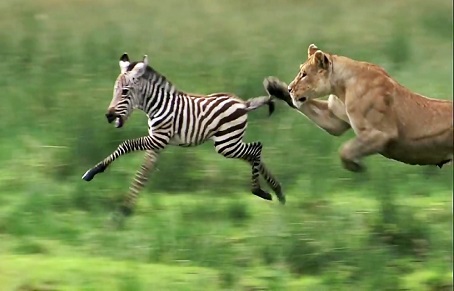 شکار کردن حیوانات وحشی