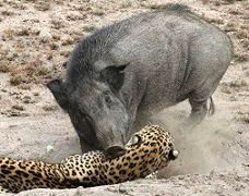 شکار گراز توسط پلنگ و دزدیده شده شکار