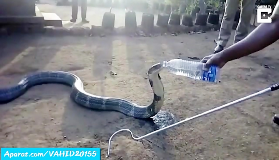 صحنه عجیب و تماشایی آب خوردن مار کبری غولپیکر !