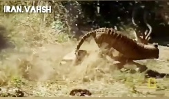 فیلم شکار حیوانات - حیوانات وحشی - جنگ و نبرد حیوانات