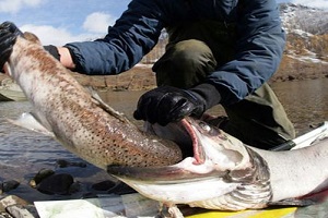 قزل آلا غول پیکر