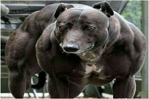 قوی ترین نژادهای سگ در جهان