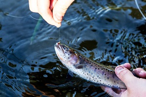 ماهیگیری ماهی قزل آلا در اسکاتلند