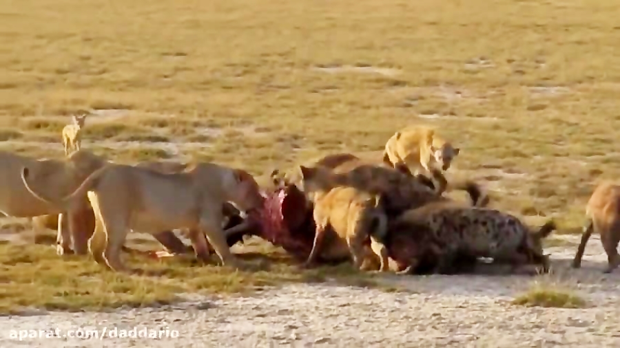 مبارزه خونین و نابرابر شیرها و کفتارها در حیات وحش