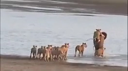 مبارزه های خشن و خونین حیوانات