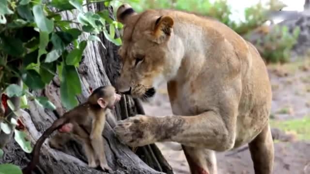 مستند ترحم شیر برای حیوانات