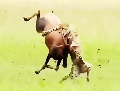 مستند حیات وحش جذاب