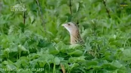 مستند حیات وحش